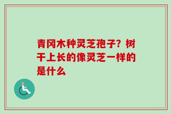 青冈木种灵芝孢子?树干上长的像灵芝一样的是什么-第1张图片-卓越灵芝孢子粉 青冈木种灵芝孢子?树干上长的像灵芝一样的是什么-第1张图片-卓越灵芝孢子粉