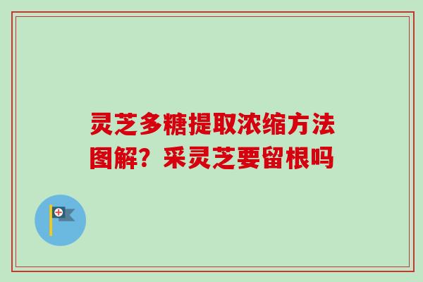灵芝多糖提取浓缩方法图解？采灵芝要留根吗-第1张图片-卓越灵芝孢子粉