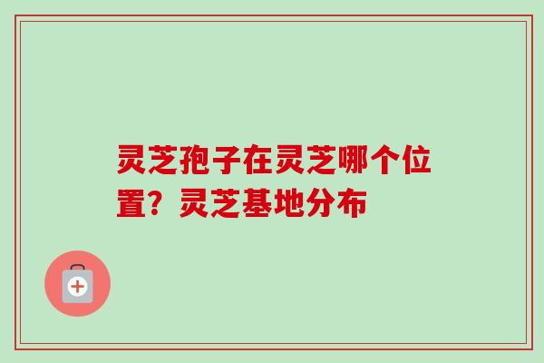 灵芝孢子在灵芝哪个位置？灵芝基地分布-第1张图片-卓越灵芝孢子粉