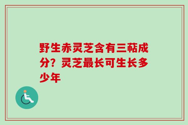 野生赤灵芝含有三萜成分?灵芝最长可生长多少年-第1张图片-卓越灵芝孢子粉 野生赤灵芝含有三萜成分?灵芝最长可生长多少年-第1张图片-卓越灵芝孢子粉