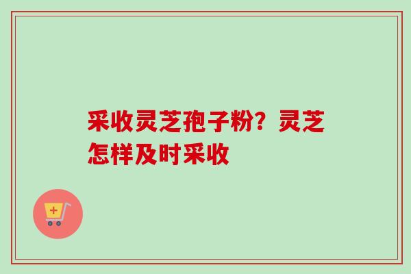 采收灵芝孢子粉？灵芝怎样及时采收-第1张图片-卓越灵芝孢子粉