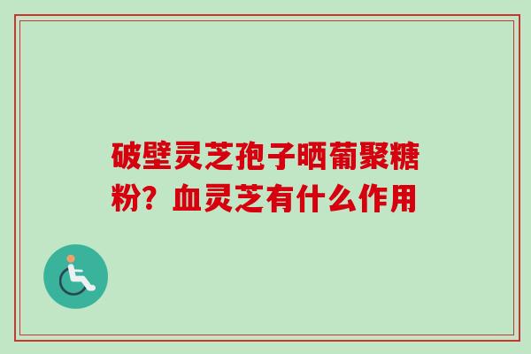 破壁灵芝孢子晒葡聚糖粉？血灵芝有什么作用-第1张图片-卓越灵芝孢子粉