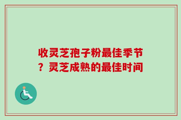 收灵芝孢子粉最佳季节？灵芝成熟的最佳时间-第1张图片-卓越灵芝孢子粉