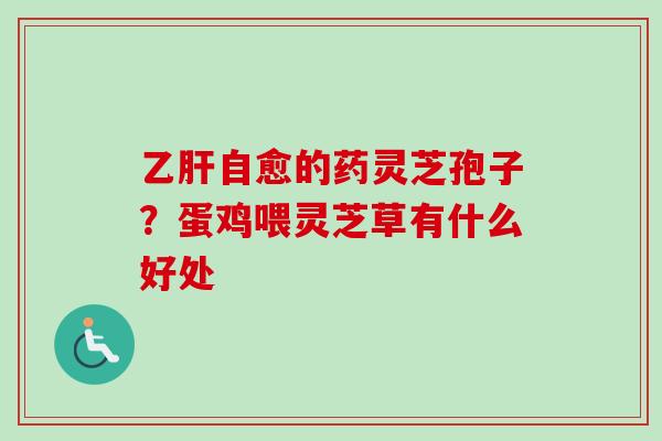 乙肝自愈的药灵芝孢子？蛋鸡喂灵芝草有什么好处-第1张图片-卓越灵芝孢子粉