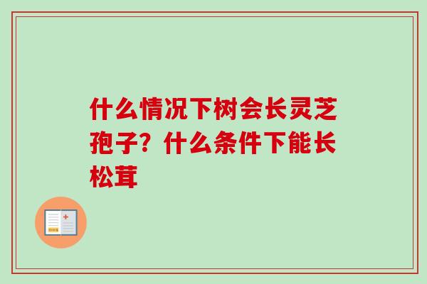 什么情况下树会长灵芝孢子?什么条件下能长松茸-第1张图片-卓越灵芝孢子粉 什么情况下树会长灵芝孢子?什么条件下能长松茸-第1张图片-卓越灵芝孢子粉