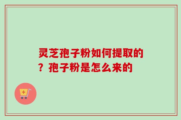 灵芝孢子粉如何提取的？孢子粉是怎么来的-第1张图片-卓越灵芝孢子粉