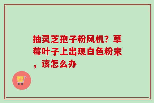 抽灵芝孢子粉风机?草莓叶子上出现白色粉末,该怎么办-第1张图片-卓越灵芝孢子粉 抽灵芝孢子粉风机?草莓叶子上出现白色粉末,该怎么办-第1张图片-卓越灵芝孢子粉