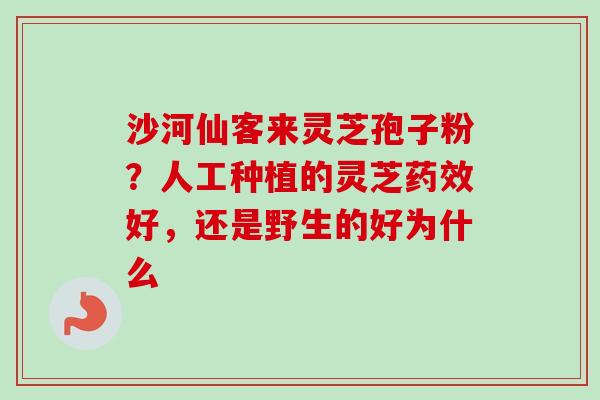 沙河仙客来灵芝孢子粉?人工种植的灵芝药效好,还是野生的好为什么-第1张图片-卓越灵芝孢子粉 沙河仙客来灵芝孢子粉?人工种植的灵芝药效好,还是野生的好为什么-第1张图片-卓越灵芝孢子粉