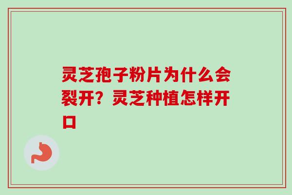 灵芝孢子粉片为什么会裂开？灵芝种植怎样开口-第1张图片-卓越灵芝孢子粉