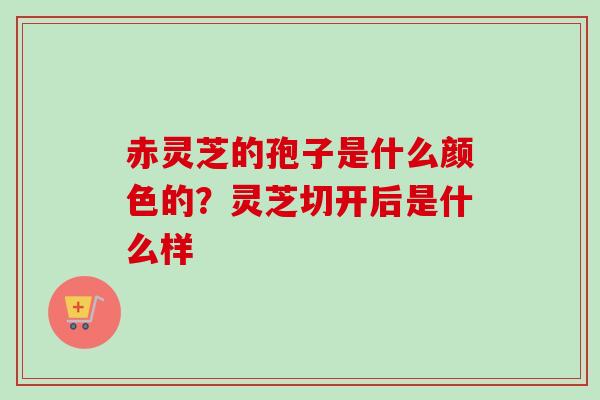 赤灵芝的孢子是什么颜色的？灵芝切开后是什么样-第1张图片-卓越灵芝孢子粉