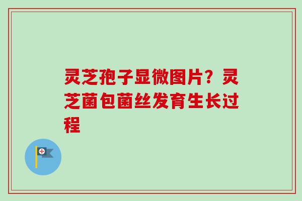 灵芝孢子显微图片?灵芝菌包菌丝发育生长过程-第1张图片-卓越灵芝孢子粉 灵芝孢子显微图片?灵芝菌包菌丝发育生长过程-第1张图片-卓越灵芝孢子粉
