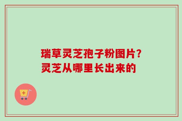 瑞草灵芝孢子粉图片？灵芝从哪里长出来的-第1张图片-卓越灵芝孢子粉