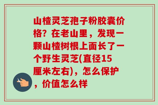 山楂灵芝孢子粉胶囊价格?在老山里,发现一颗山楂树根上面长了一个野生灵芝(直径15厘米左右),怎么保护,价值怎么样-第1张图片-卓越灵芝孢子粉 山楂灵芝孢子粉胶囊价格?在老山里,发现一颗山楂树根上面长了一个野生灵芝(直径15厘米左右),怎么保护,价值怎么样-第1张图片-卓越灵芝孢子粉