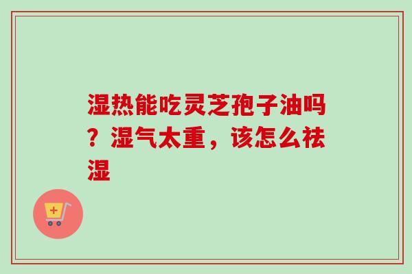 湿热能吃灵芝孢子油吗？湿气太重，该怎么祛湿-第1张图片-卓越灵芝孢子粉