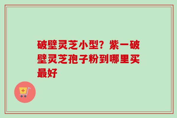 破壁灵芝小型？紫一破壁灵芝孢子粉到哪里买最好-第1张图片-卓越灵芝孢子粉