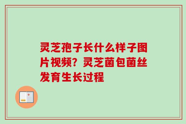 灵芝孢子长什么样子图片视频?灵芝菌包菌丝发育生长过程-第1张图片-卓越灵芝孢子粉 灵芝孢子长什么样子图片视频?灵芝菌包菌丝发育生长过程-第1张图片-卓越灵芝孢子粉