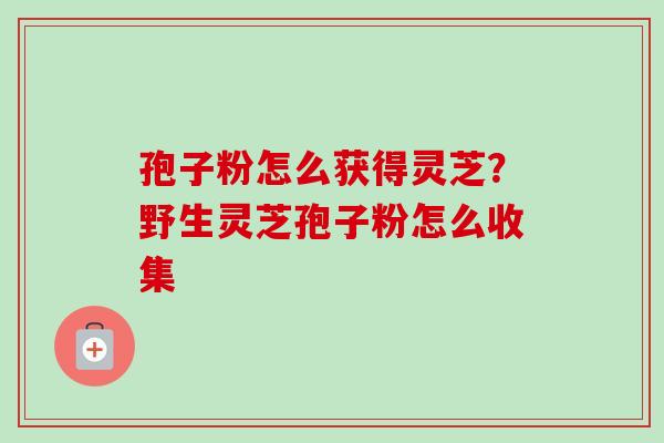 孢子粉怎么获得灵芝?野生灵芝孢子粉怎么收集-第1张图片-卓越灵芝孢子粉 孢子粉怎么获得灵芝?野生灵芝孢子粉怎么收集-第1张图片-卓越灵芝孢子粉