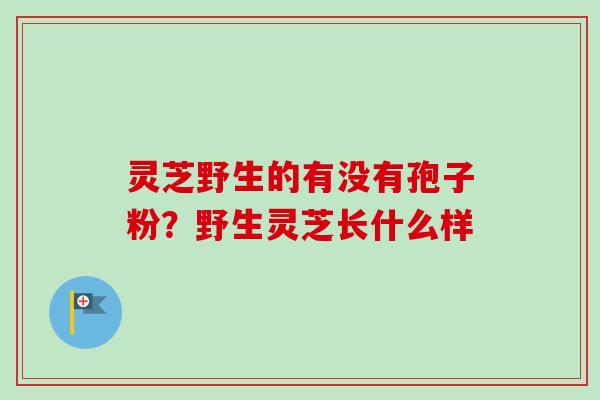 灵芝野生的有没有孢子粉?野生灵芝长什么样-第1张图片-卓越灵芝孢子粉 灵芝野生的有没有孢子粉?野生灵芝长什么样-第1张图片-卓越灵芝孢子粉