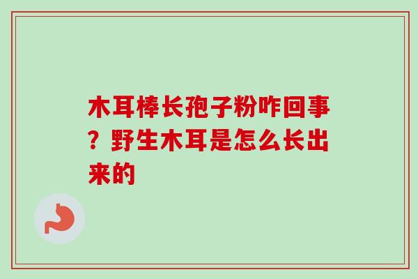 木耳棒长孢子粉咋回事?野生木耳是怎么长出来的-第1张图片-卓越灵芝孢子粉 木耳棒长孢子粉咋回事?野生木耳是怎么长出来的-第1张图片-卓越灵芝孢子粉