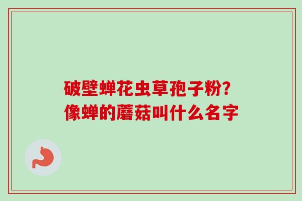破壁蝉花虫草孢子粉?像蝉的蘑菇叫什么名字-第1张图片-卓越灵芝孢子粉 破壁蝉花虫草孢子粉?像蝉的蘑菇叫什么名字-第1张图片-卓越灵芝孢子粉