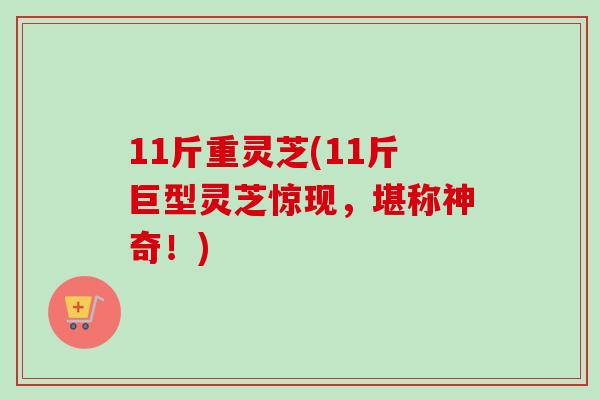 11斤重灵芝(11斤巨型灵芝惊现,堪称神奇!)-第1张图片-卓越灵芝孢子粉 11斤重灵芝(11斤巨型灵芝惊现,堪称神奇!)-第1张图片-卓越灵芝孢子粉