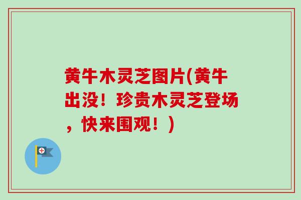 黄牛木灵芝图片(黄牛出没!珍贵木灵芝登场,快来围观!)-第1张图片-卓越灵芝孢子粉 黄牛木灵芝图片(黄牛出没!珍贵木灵芝登场,快来围观!)-第1张图片-卓越灵芝孢子粉