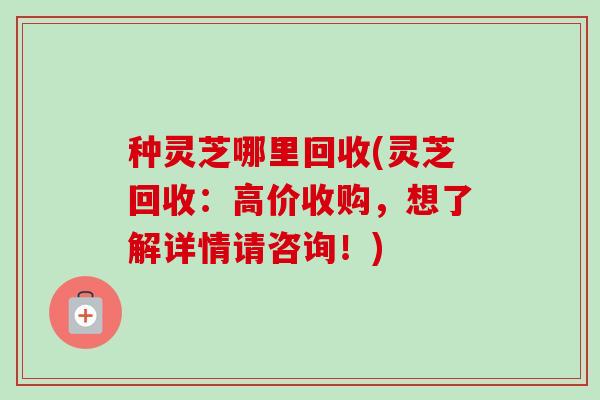 种灵芝哪里回收(灵芝回收:高价收购,想了解详情请咨询!)-第1张图片-卓越灵芝孢子粉 种灵芝哪里回收(灵芝回收:高价收购,想了解详情请咨询!)-第1张图片-卓越灵芝孢子粉