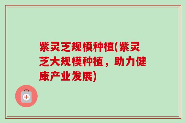 紫灵芝规模种植(紫灵芝大规模种植，助力健康产业发展)-第1张图片-卓越灵芝孢子粉