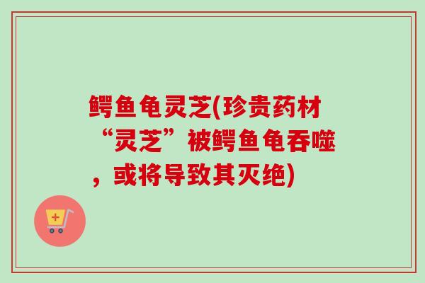 鳄鱼龟灵芝(珍贵药材“灵芝”被鳄鱼龟吞噬,或将导致其灭绝)-第1张图片-卓越灵芝孢子粉 鳄鱼龟灵芝(珍贵药材“灵芝”被鳄鱼龟吞噬,或将导致其灭绝)-第1张图片-卓越灵芝孢子粉