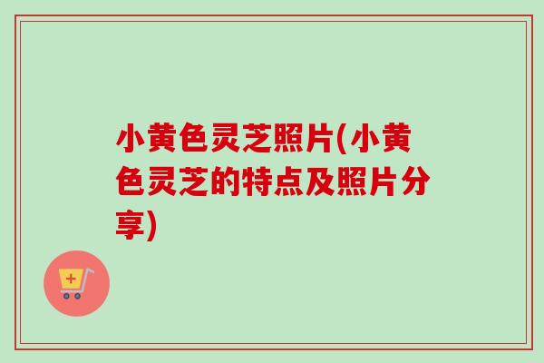 小黄色灵芝照片(小黄色灵芝的特点及照片分享)-第1张图片-卓越灵芝孢子粉 小黄色灵芝照片(小黄色灵芝的特点及照片分享)-第1张图片-卓越灵芝孢子粉