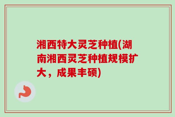 湘西特大灵芝种植(湖南湘西灵芝种植规模扩大,成果丰硕)-第1张图片-卓越灵芝孢子粉 湘西特大灵芝种植(湖南湘西灵芝种植规模扩大,成果丰硕)-第1张图片-卓越灵芝孢子粉
