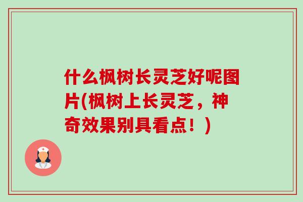 什么枫树长灵芝好呢图片(枫树上长灵芝，神奇效果别具看点！)-第1张图片-卓越灵芝孢子粉