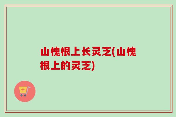 山槐根上长灵芝(山槐根上的灵芝)-第1张图片-卓越灵芝孢子粉 山槐根上长灵芝(山槐根上的灵芝)-第1张图片-卓越灵芝孢子粉
