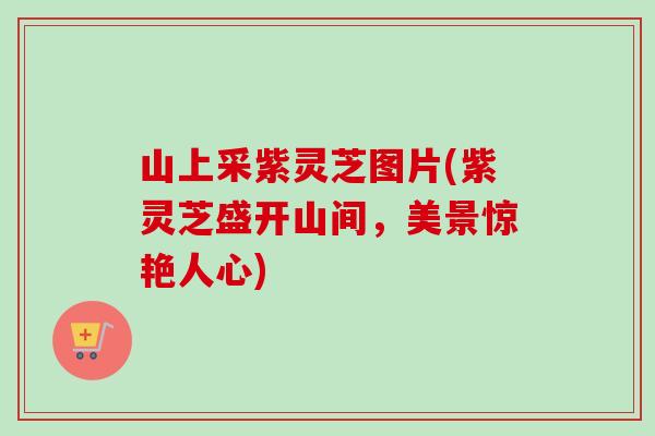 山上采紫灵芝图片(紫灵芝盛开山间，美景惊艳人心)-第1张图片-卓越灵芝孢子粉