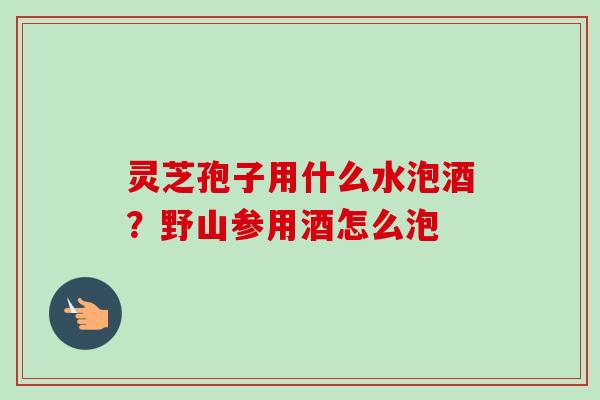 灵芝孢子用什么水泡酒？野山参用酒怎么泡-第1张图片-卓越灵芝孢子粉