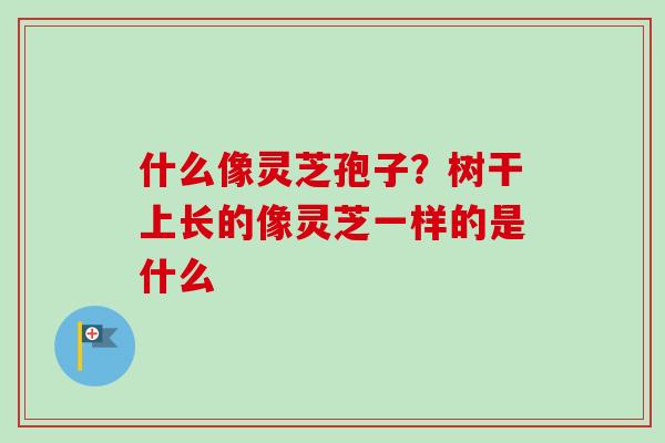 什么像灵芝孢子？树干上长的像灵芝一样的是什么-第1张图片-卓越灵芝孢子粉