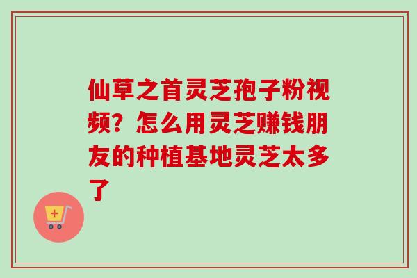 仙草之首灵芝孢子粉视频？怎么用灵芝赚钱朋友的种植基地灵芝太多了-第1张图片-卓越灵芝孢子粉