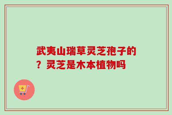 武夷山瑞草灵芝孢子的?灵芝是木本植物吗-第1张图片-卓越灵芝孢子粉 武夷山瑞草灵芝孢子的?灵芝是木本植物吗-第1张图片-卓越灵芝孢子粉