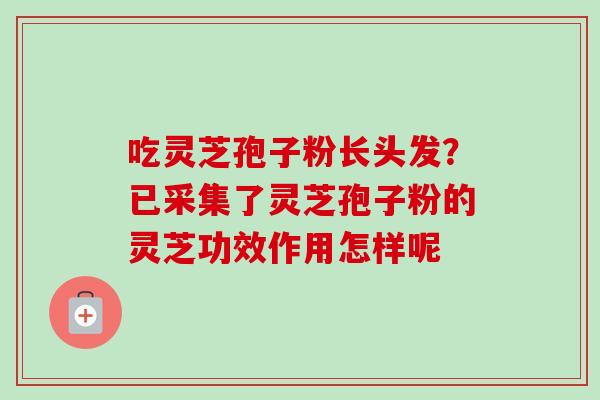 吃灵芝孢子粉长头发？已采集了灵芝孢子粉的灵芝功效作用怎样呢-第1张图片-卓越灵芝孢子粉