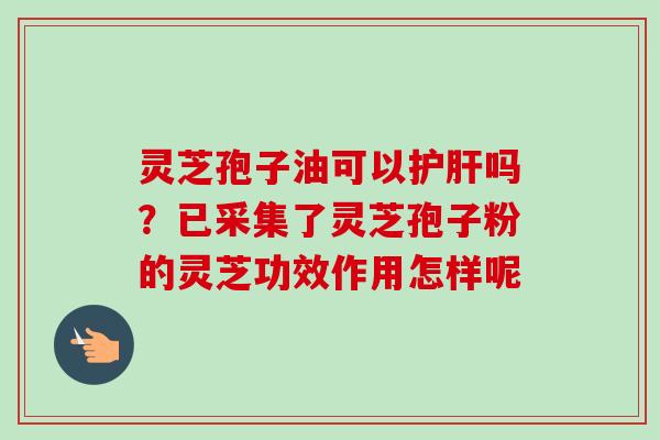 灵芝孢子油可以护肝吗？已采集了灵芝孢子粉的灵芝功效作用怎样呢-第1张图片-卓越灵芝孢子粉