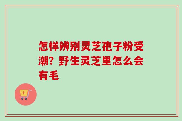 怎样辨别灵芝孢子粉受潮?野生灵芝里怎么会有毛-第1张图片-卓越灵芝孢子粉 怎样辨别灵芝孢子粉受潮?野生灵芝里怎么会有毛-第1张图片-卓越灵芝孢子粉