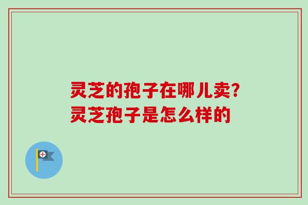 灵芝的孢子在哪儿卖？灵芝孢子是怎么样的-第1张图片-卓越灵芝孢子粉