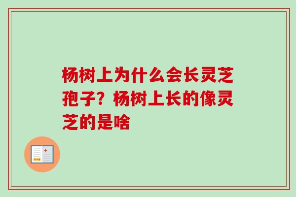 杨树上为什么会长灵芝孢子?杨树上长的像灵芝的是啥-第1张图片-卓越灵芝孢子粉 杨树上为什么会长灵芝孢子?杨树上长的像灵芝的是啥-第1张图片-卓越灵芝孢子粉
