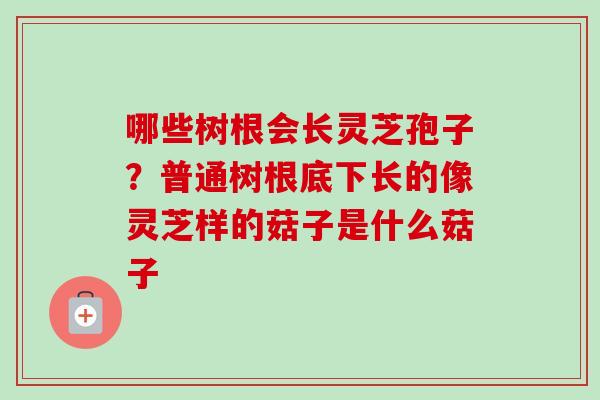 哪些树根会长灵芝孢子？普通树根底下长的像灵芝样的菇子是什么菇子-第1张图片-卓越灵芝孢子粉