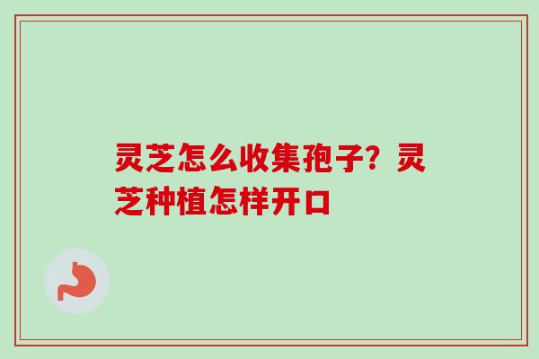 灵芝怎么收集孢子？灵芝种植怎样开口-第1张图片-卓越灵芝孢子粉