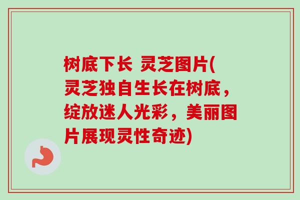 树底下长 灵芝图片(灵芝独自生长在树底,绽放迷人光彩,美丽图片展现灵性奇迹)-第1张图片-卓越灵芝孢子粉 树底下长 灵芝图片(灵芝独自生长在树底,绽放迷人光彩,美丽图片展现灵性奇迹)-第1张图片-卓越灵芝孢子粉
