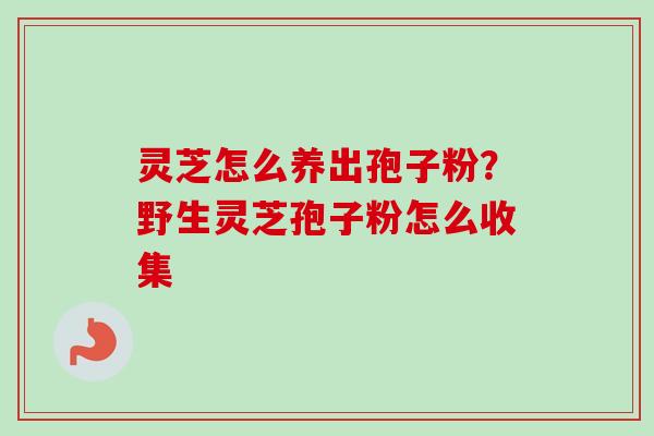 灵芝怎么养出孢子粉？野生灵芝孢子粉怎么收集-第1张图片-卓越灵芝孢子粉