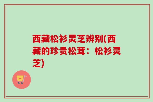 西藏松衫灵芝辨别(西藏的珍贵松茸:松衫灵芝)-第1张图片-卓越灵芝孢子粉 西藏松衫灵芝辨别(西藏的珍贵松茸:松衫灵芝)-第1张图片-卓越灵芝孢子粉