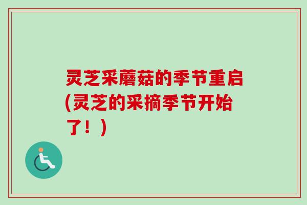 灵芝采蘑菇的季节重启(灵芝的采摘季节开始了！)-第1张图片-卓越灵芝孢子粉