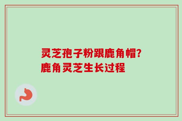 灵芝孢子粉跟鹿角帽？鹿角灵芝生长过程-第1张图片-卓越灵芝孢子粉